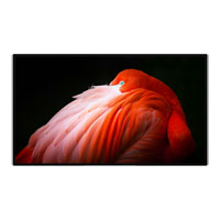 Apple 32" Pro Display XDR with Standard Glass